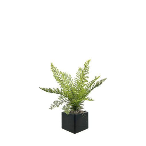 Deer Fern in Square Black Planter - 7256002