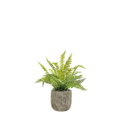 Boston Fern in Round Wooden Planter - 7256005