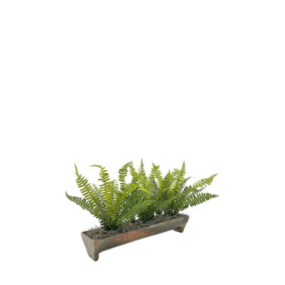 Boston Fern in Boat Planter with Legs - 7256011