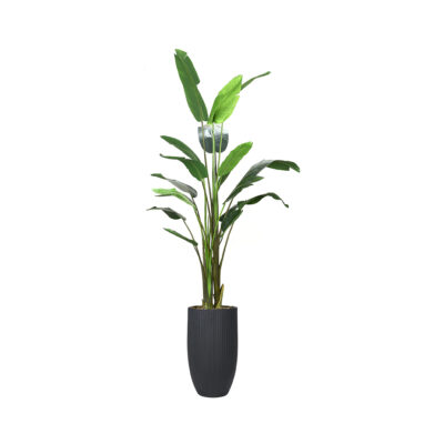Traveler Palm 8' - 728 - Black Nell Planter