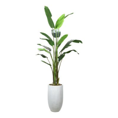Large Traveler Palm - White Nell Planter - 728-3113