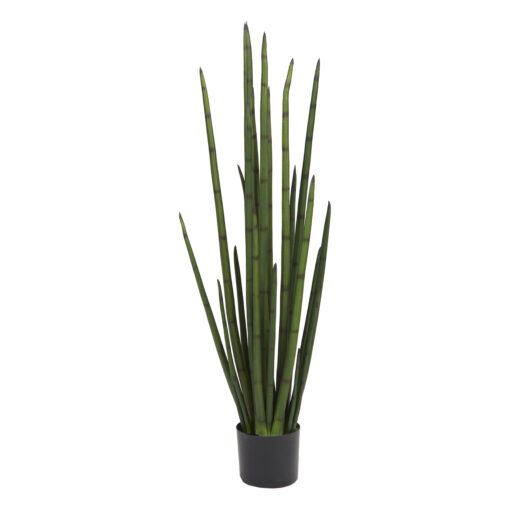 48" Snake Plant in Nursery Pot - TL1044