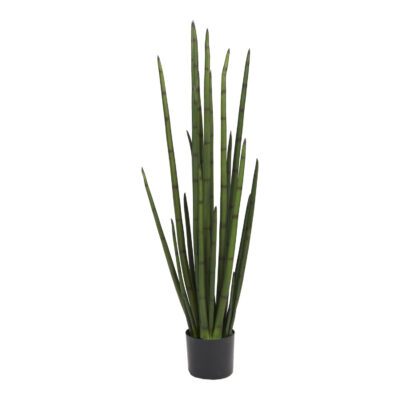 Sansevieria in Nursery Pot - TL1044