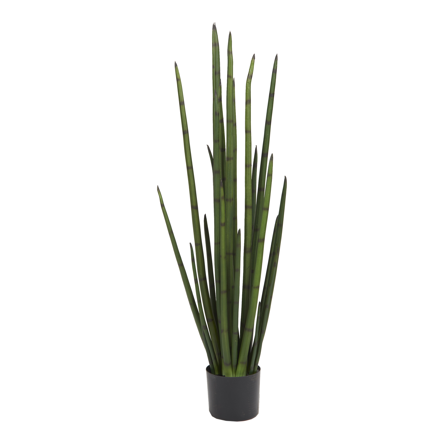 Sansevieria in Nursery Pot - TL1044
