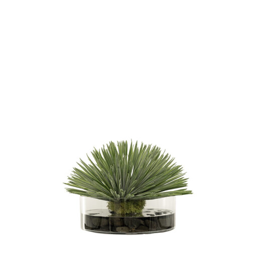 Yucca Rostrata in Lowry Vase - 257000