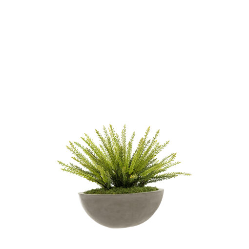 Heather Fern in Ceramic Shell Planter - 257009