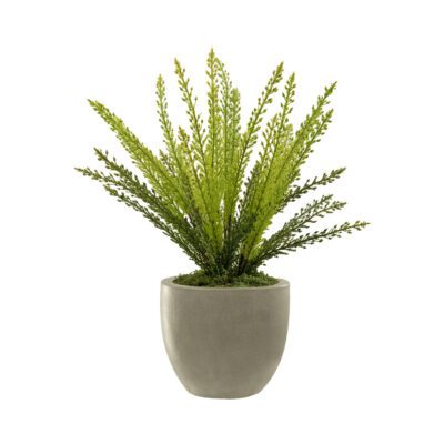 Heather Fern in Newport Planter - 257010