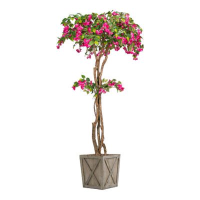 Small Bougainvillea Tree - Grange Planter - 316420