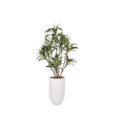 Cordyline in Nell Vase - 325700