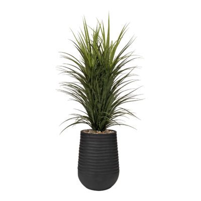 Panicum Grass in Artemis Planter 5' - 325702