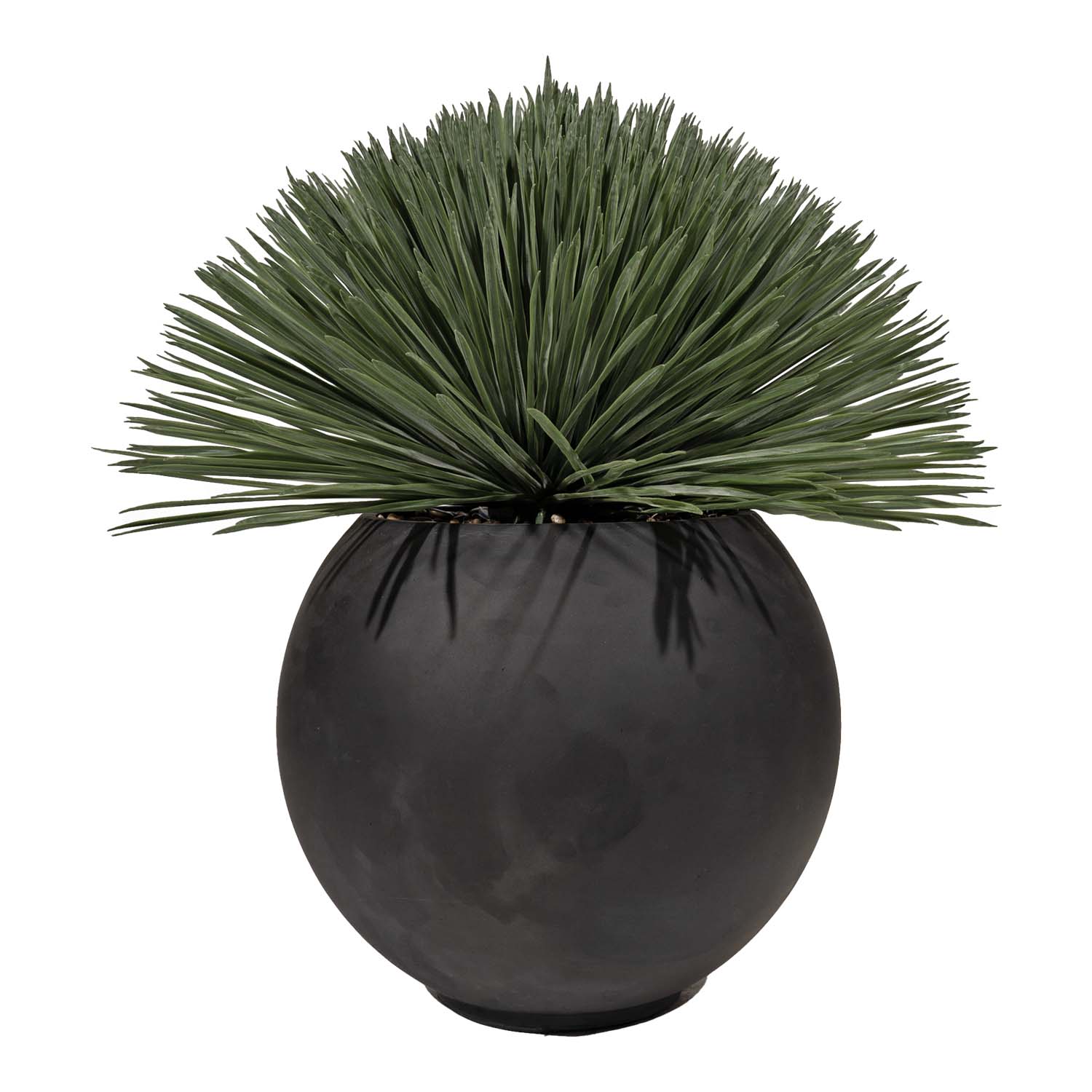Yucca Rostrata in Porter Planter - 325703