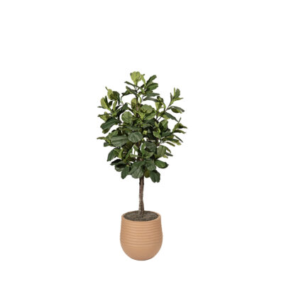 Fiddle Leaf in Mariella Planter - 325709