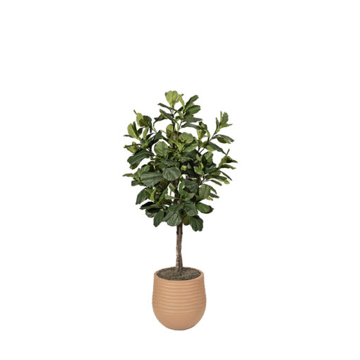 Fiddle Leaf in Mariella Planter - 325709