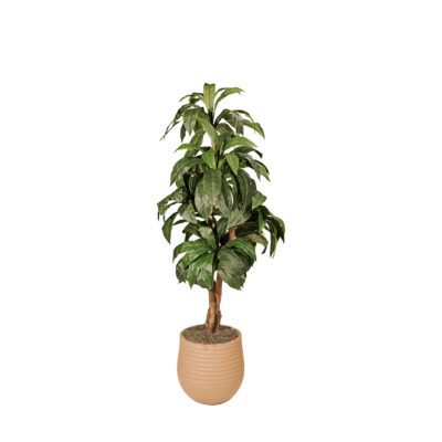 Birdnest Palm in Mariella Planter - 325710