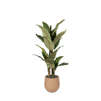 Banana Tree in Mariella Planter - 325711