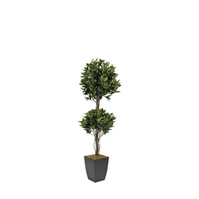 Shikiba Topiary in Cardinal Planter 5.5' - 7250001