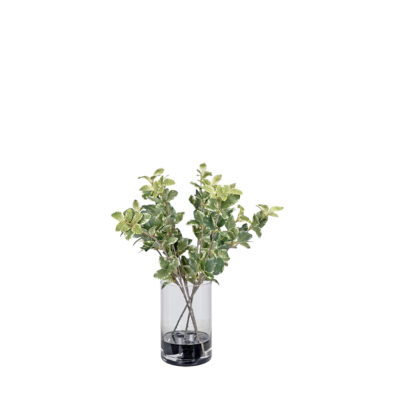 Sea Grape in Round Glass - 7257009