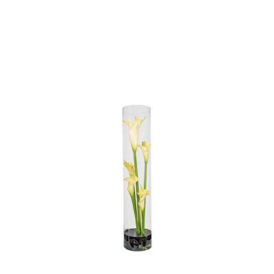 Calla Lillies in Glass Cylinder - 7257015