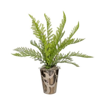 Fern in Silver Pot - 7257016
