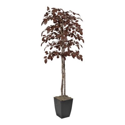 Red Beech Tree in Cardinal Planter 6' - 325404