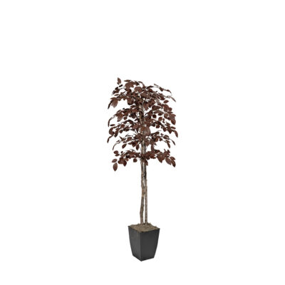 Red Beech Tree in Cardinal Planter - 325404