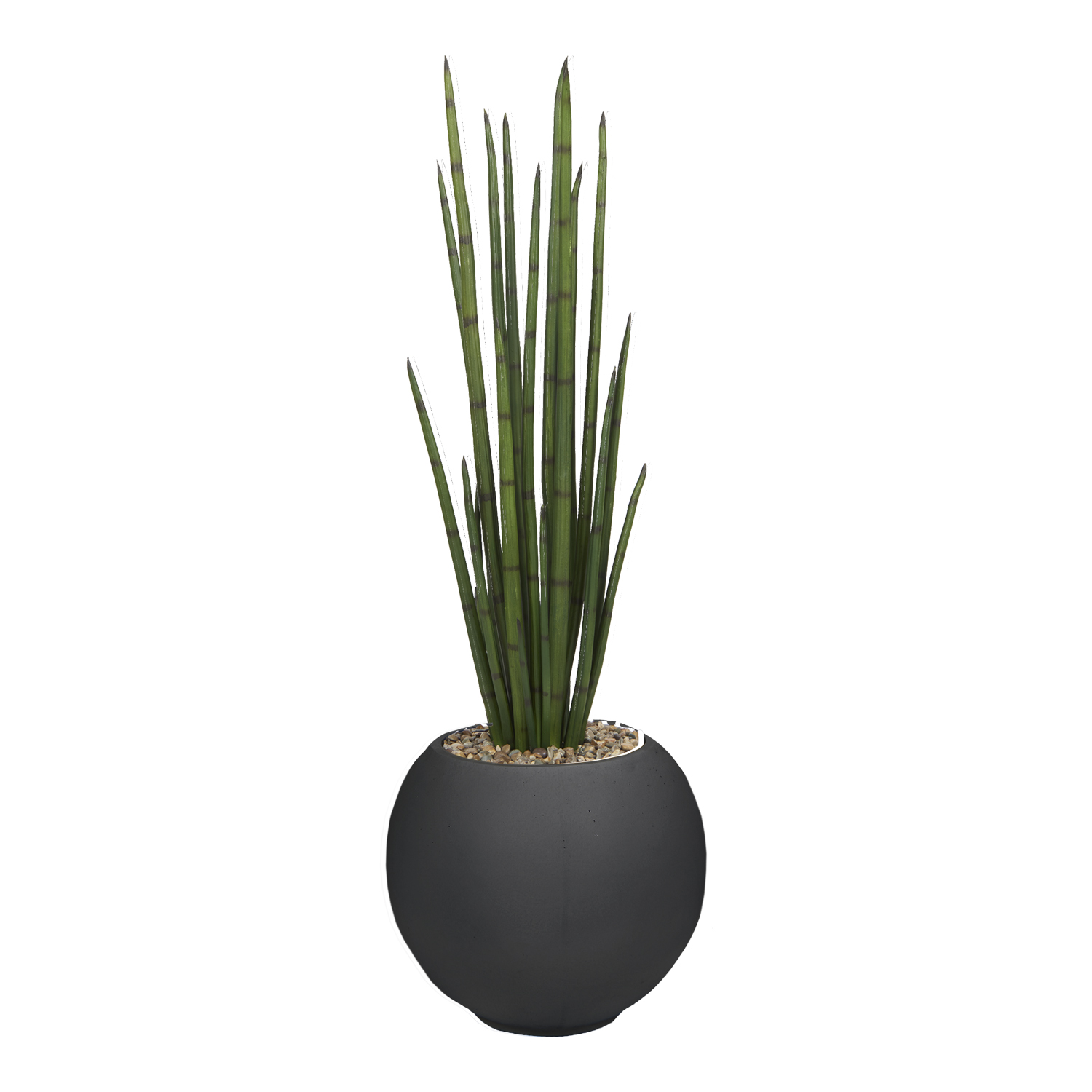 Sansevieria in Porter Planter 5' - 1044-3106