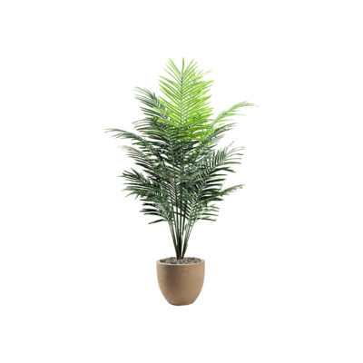 Medium Dwarf Areca Palm Tree - Grove Planter - 109126-2907