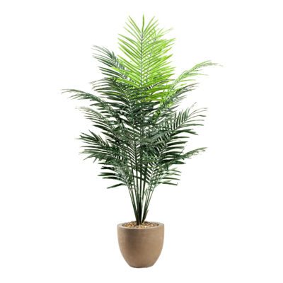 Medium Dwarf Areca Palm Tree - Grove Planter - 109126-2907