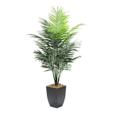 Medium Dwarf Areca Palm Tree