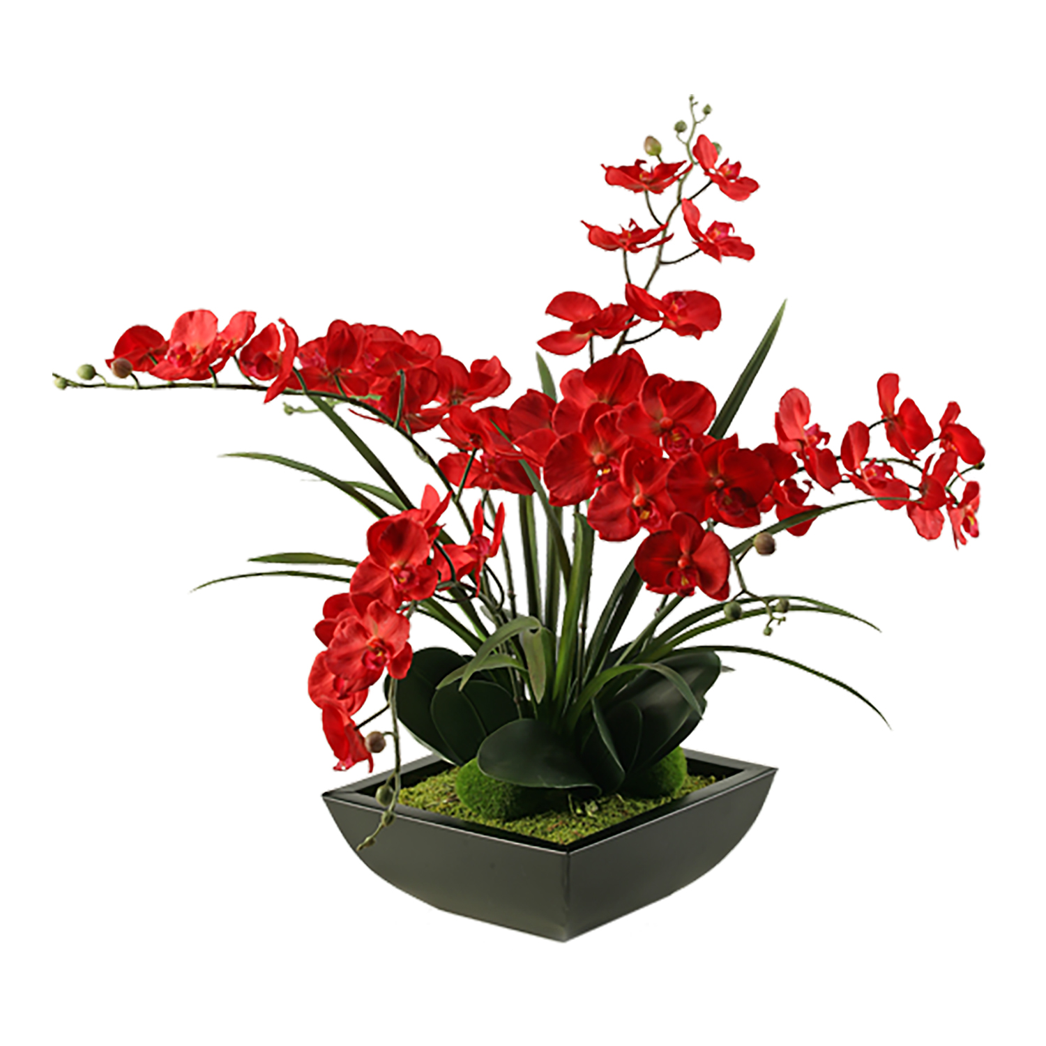 Red Phal Orchids in Navis Planter - 154013