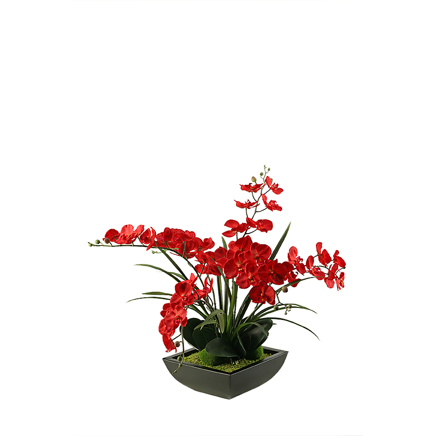 Red Phael Orchids in Navis Planter - 154013
