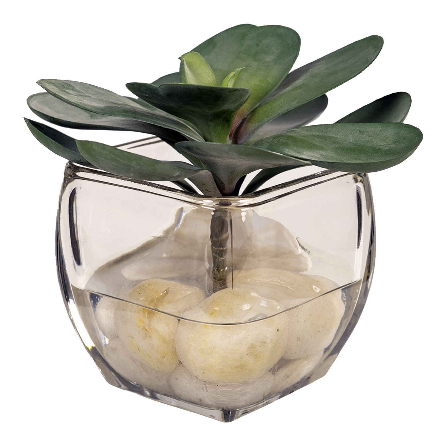 Echeveria in Bevel Vase - 259009