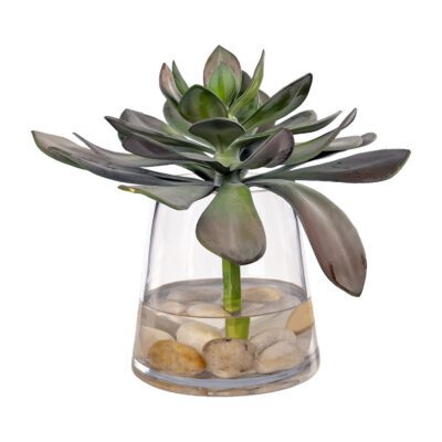 Echeveria in Tapered Glass - 259010
