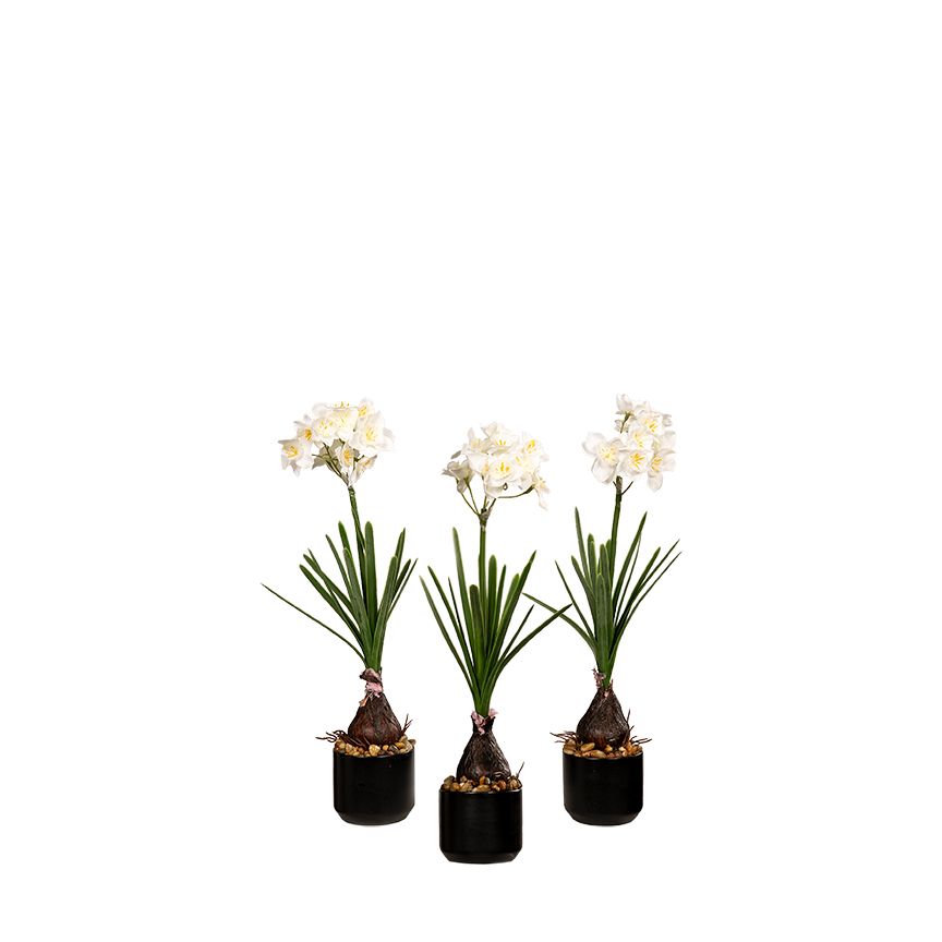 Paper Whites in Kendall Pot (Set of 3) - 259025