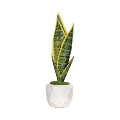 Sansevieria in Flintstone Planter - 259026