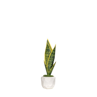 Green/Yellow Sansevieria in Flintstone Planter - 259026