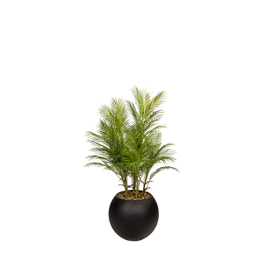 Areca Palm in Porter Planter 5' - 325914