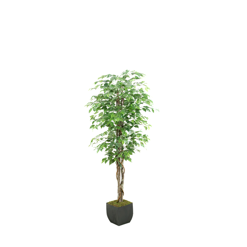 Green Ficus Tree in Metal Planter 6' - 131282