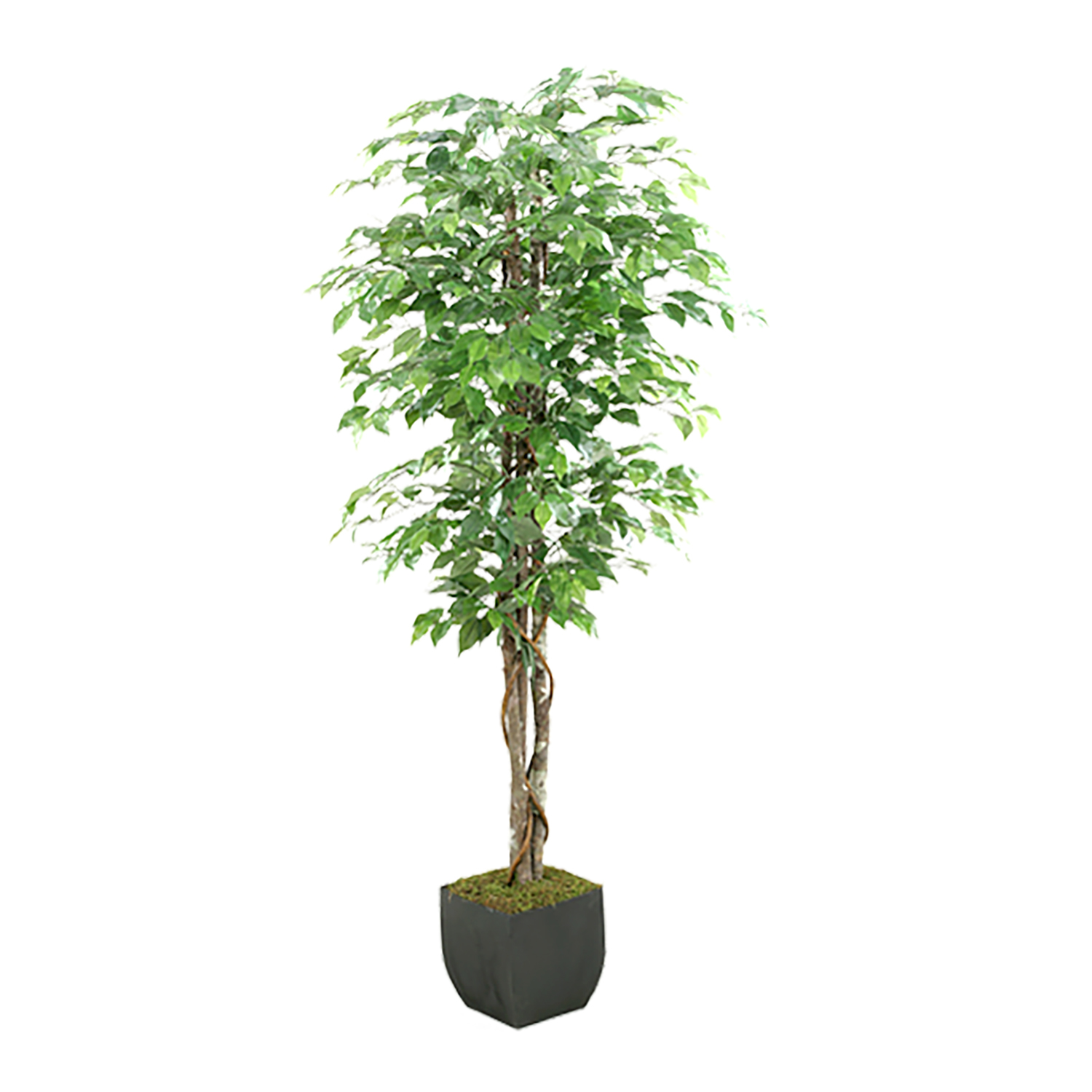 Green Ficus Tree in Metal Planter 6' - 131282