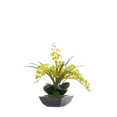 Green Phael Orchids in Navis Planter - 154077