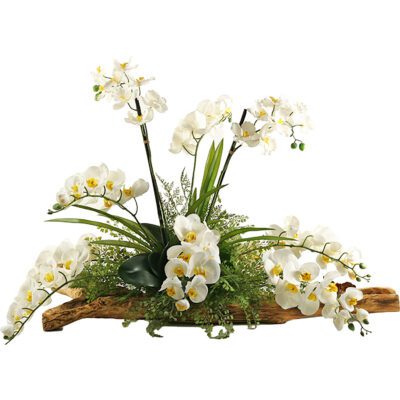 Orchids with Mixed Foliage in Natural Wooden Log - 154206