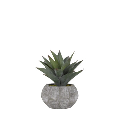 Aloe Plant in Ceramic Planter - 175127