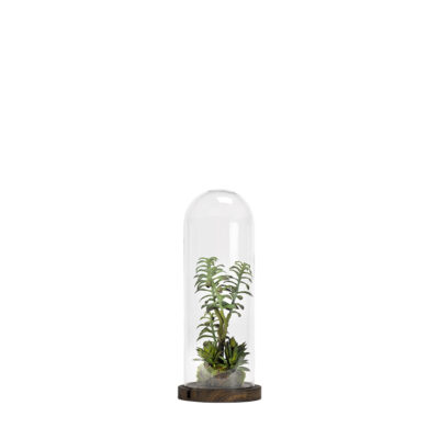 Succulents & Mini Yucca Heads in Glass Cloche - 189063