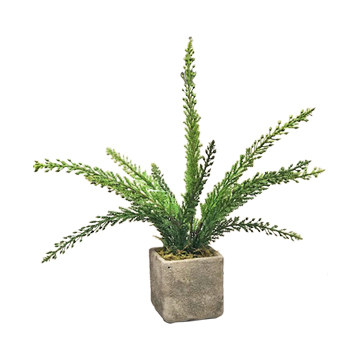 Fern in Grey Ceramic Cube - 189100