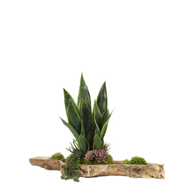 Sansevieria Plant & Assorted Succulents in Natural Log Planter - 225068
