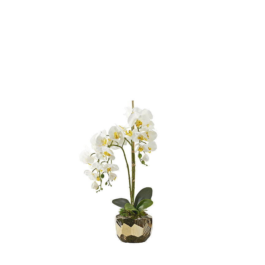 White Orchids in Gold Flintstone Planter - 229022-S