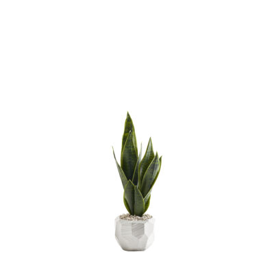 Sansevieria in Flintstone Planter - 229045-S