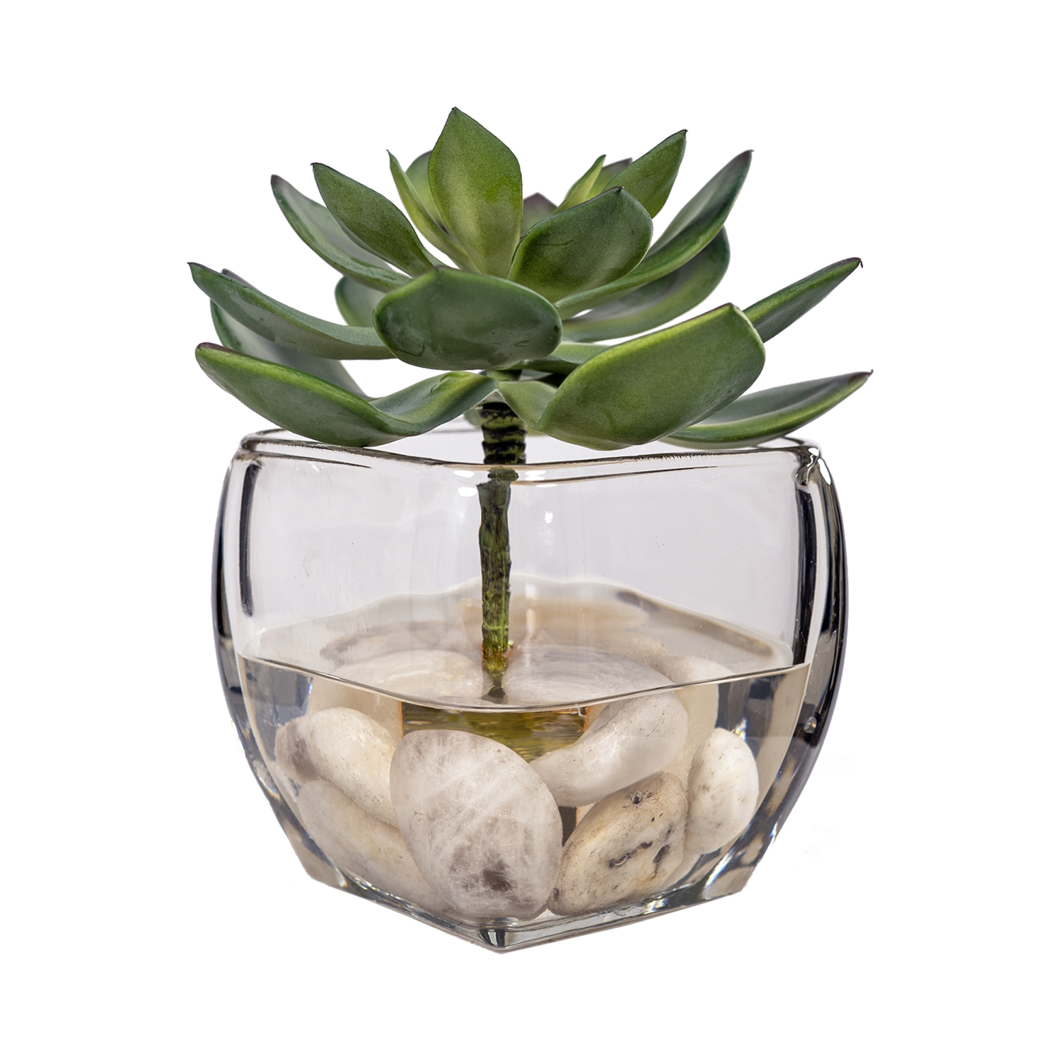 Echeveria in Bevel Vase - 259008