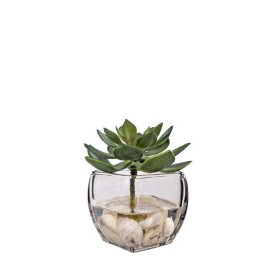 Frosted Green Echeveria in Glass Cube - 259008