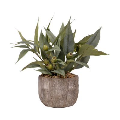 Eucalyptus in Ceramic Planter - 259029